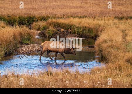 Wapitis à taureau traversant Big Thompson Creek dans le parc national des montagnes Rocheuses, Colorado Banque D'Images