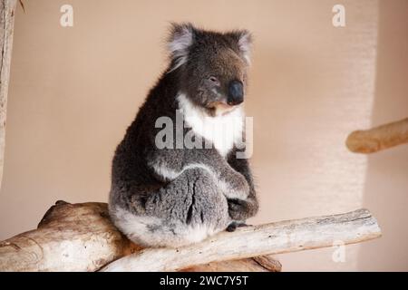 Le Koala a une grande tête ronde, de grandes oreilles de fourrure et un gros nez noir. Leur fourrure est habituellement de couleur gris-brun avec la fourrure blanche sur la poitrine, les bras intérieurs, Banque D'Images