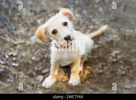 Un chien chiot mignon incline sa tête à l'air confus Banque D'Images