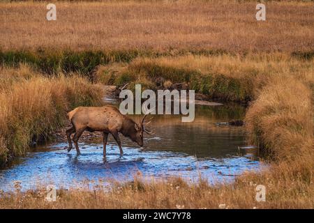 Wapitis à taureau traversant Big Thompson Creek dans le parc national des montagnes Rocheuses, Colorado Banque D'Images