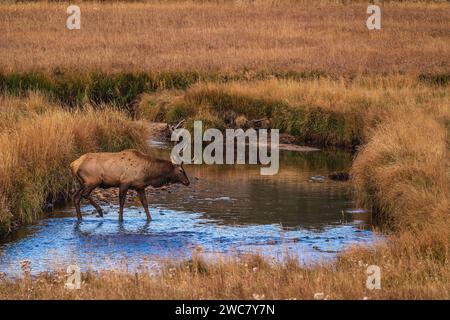 Wapitis à taureau traversant Big Thompson Creek dans le parc national des montagnes Rocheuses, Colorado Banque D'Images