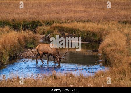 Wapitis à taureau traversant Big Thompson Creek dans le parc national des montagnes Rocheuses, Colorado Banque D'Images