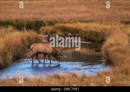 Wapitis à taureau traversant Big Thompson Creek dans le parc national des montagnes Rocheuses, Colorado Banque D'Images