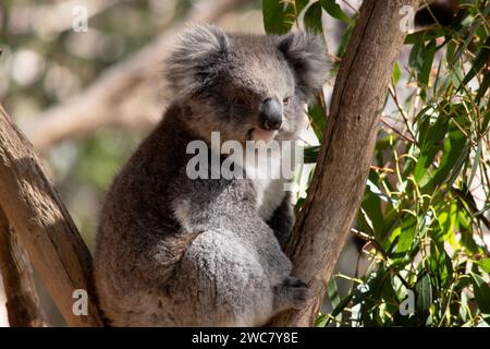 Le Koala a une grande tête ronde, de grandes oreilles de fourrure et un gros nez noir. Leur fourrure est habituellement de couleur gris-brun avec la fourrure blanche sur la poitrine, les bras intérieurs, Banque D'Images