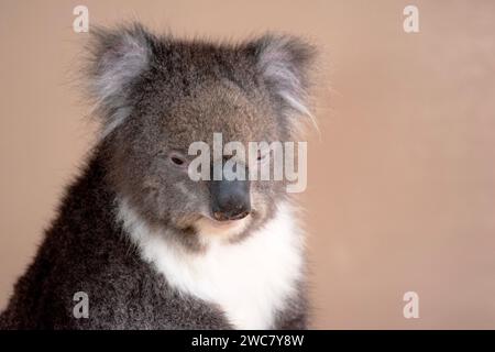 Le Koala a une grande tête ronde, de grandes oreilles de fourrure et un gros nez noir. Leur fourrure est habituellement de couleur gris-brun avec la fourrure blanche sur la poitrine, les bras intérieurs, Banque D'Images