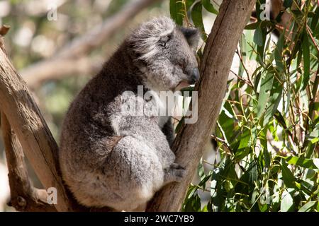 Le Koala a une grande tête ronde, de grandes oreilles de fourrure et un gros nez noir. Leur fourrure est habituellement de couleur gris-brun avec la fourrure blanche sur la poitrine, les bras intérieurs, Banque D'Images