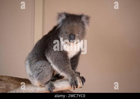 Le Koala a une grande tête ronde, de grandes oreilles de fourrure et un gros nez noir. Leur fourrure est habituellement de couleur gris-brun avec la fourrure blanche sur la poitrine, les bras intérieurs, Banque D'Images