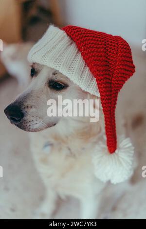 Une charmante canine avec un manteau de fourrure marron et blanc est ornée d'une touche festive comme il modèle un chapeau de Noël tricoté rouge vif Banque D'Images