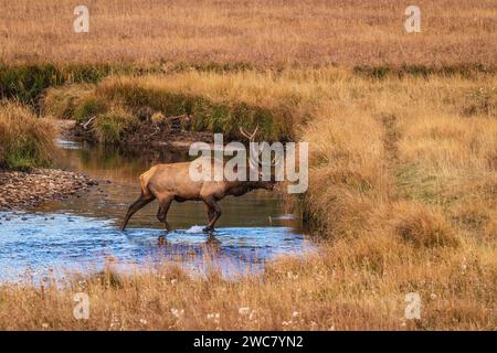 Wapitis à taureau traversant Big Thompson Creek dans le parc national des montagnes Rocheuses, Colorado Banque D'Images