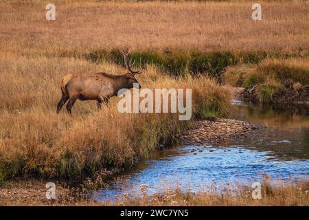 Wapitis à taureau traversant Big Thompson Creek dans le parc national des montagnes Rocheuses, Colorado Banque D'Images