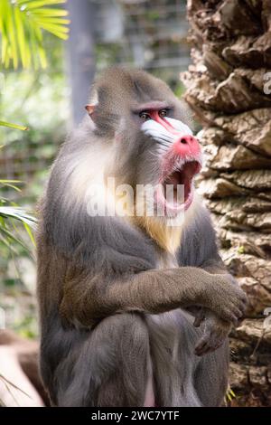 le mandrill a des crêtes épaisses le long du nez qui sont violettes et bleues, les lèvres et le nez rouges, et une barbe dorée. Banque D'Images