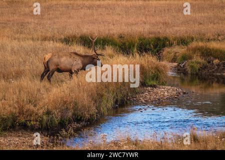 Wapitis à taureau traversant Big Thompson Creek dans le parc national des montagnes Rocheuses, Colorado Banque D'Images
