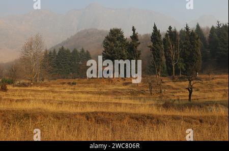 Srinagar Cachemire, Inde. 14 janvier 2024. Une vue du champ d'herbe à Srinagar. La vallée du Cachemire connaît une période de sécheresse prolongée au cours de cette période la plus dure de l'hiver "Chillai Kalan", ce qui représente une menace non seulement pour le secteur agricole, mais aussi pour les craintes de propagation de diverses maladies dues à la sécheresse. L'énorme flux de touristes cette saison en provenance de différentes parties du monde est cependant préoccupé car la vallée ne voit aucune chute de neige. Le 14 janvier 2024, Srinagar Cachemire, Inde. (Image de crédit : © Firdous Nazir/eyepix via ZUMA Press Wire) USAGE ÉDITORIAL SEULEMENT! Non destiné à UN USAGE commercial ! Banque D'Images