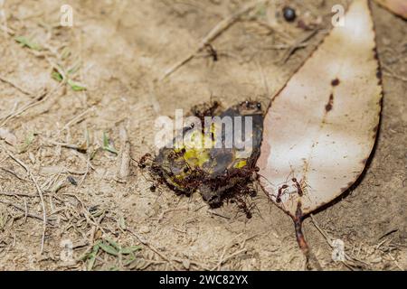 Fourmis charpentières (Camponotus gibber) Grande fourmi endémique indigène à de nombreuses régions boisées du monde. Espèce endémique de Madagascar. Grande endémie malgache Banque D'Images