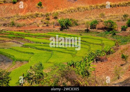 Paysage typique de Madagascar - rizières vertes et jaunes en terrasse sur de petites collines dans la région près de Vohiposa le long de la route principale. herbe verte et och lumineux Banque D'Images