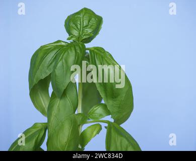 Basilic aka basilic thaï ou basilic doux (nom scientifique Ocimum basilicum) plante sur ciel bleu Banque D'Images