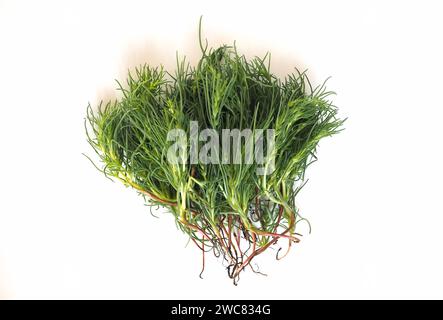 Agretti (Nom scientifique Salsola Soda aka comme Saltwort à feuilles opposées, chardon russe ou plante Barilla) légumes alimentation végétarienne Banque D'Images