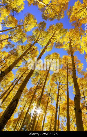 Sin brille à travers les chevrons jaunes brillants d'automne sous un ciel bleu clair dans le Colorado Banque D'Images
