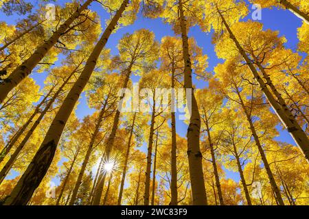 Sin brille à travers les chevrons jaunes brillants d'automne sous un ciel bleu clair dans le Colorado Banque D'Images