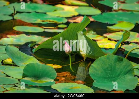 Un bourgeon délicat de lotus rose pousse entre de grandes feuilles vertes rondes sur un étang au Sri Lanka Banque D'Images