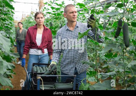 Famille agricole prospère engagée dans la culture de légumes biologiques dans la serre, la récolte de concombres Banque D'Images