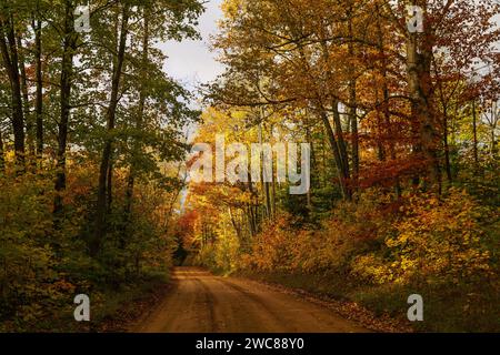 Couleur de la forêt d'automne dans la forêt nationale de Hiawatha près de Munising, Michigan Banque D'Images