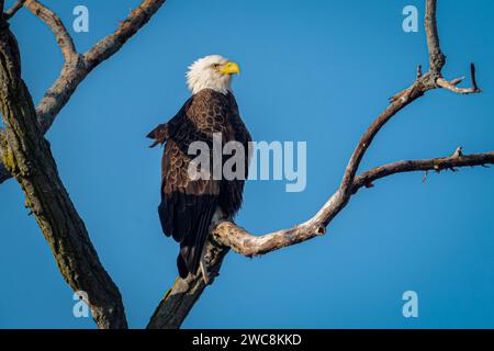 Aigle reposant sur la branche d'arbre sans feuilles en automne avec fond de ciel bleu Banque D'Images