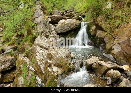 Ruisseau de montagne en cascade dans des bols de pierre dans une forêt dense un jour d'été. Rivière Tevenek (troisième rivière), Altaï, Sibérie, Russie. Banque D'Images