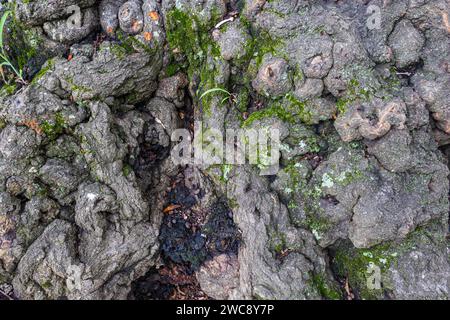 Gros plan montre une écorce d'arbre vieillis, altérée et nouée sur un très vieux bois dur. Banque D'Images