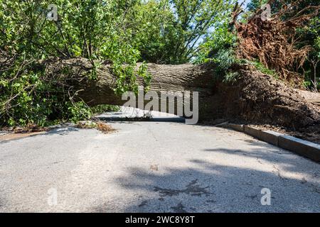 Un vieil arbre géant de bois dur tombe sur un chemin de randonnée dans un parc d'Atlanta après une tempête violente. Banque D'Images