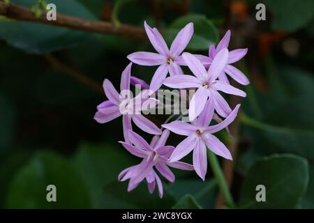 Gros plan de la grappe de fleurs d'ail de la Société. Banque D'Images