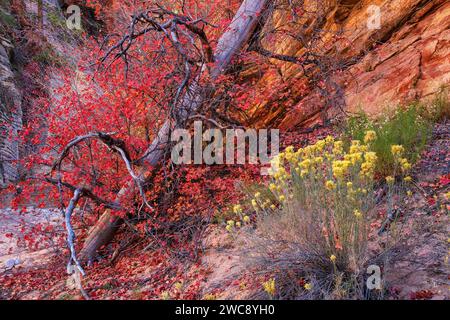 Automne coloré érable à grosse dent et Rabbitbrush dans le parc national de Zion, Utah Banque D'Images