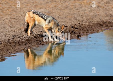 Un chacal à dos noir (Canis mesomelas) d'eau potable, parc national d'Etosha, Namibie Banque D'Images