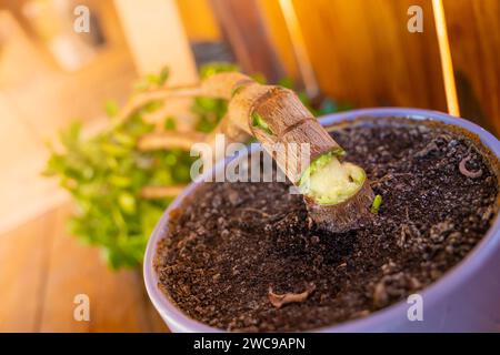 Un crassula ovata mûr s'est brisé à la base. Plante d'intérieur dans un pot est morte, gros plan Banque D'Images