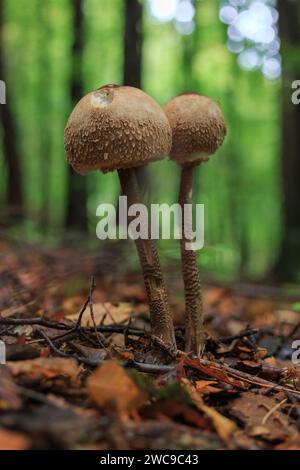 Champignons poussant dans les bois. Les champignons sont de la nourriture et parfois empoisonnent pour les humains. Le champignon est une plante forestière biologique que nous trouvons dans la nature. Banque D'Images