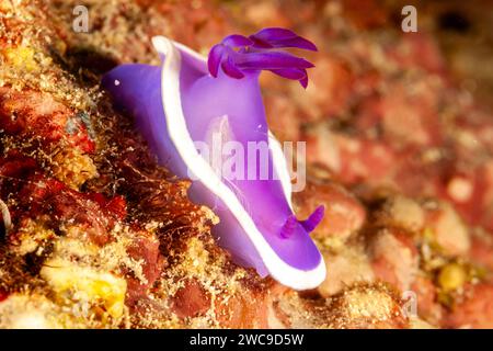 Malaisie, Sabah, Mabul, Hypselodoris bullockii, Nudibranch Banque D'Images