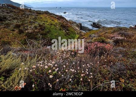 Flore colorée au bord de l'océan Pacifique à Big sur, Californie Banque D'Images