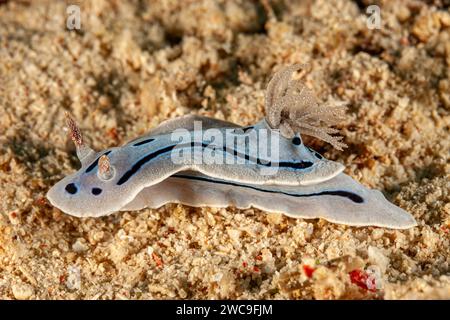 Malaisie, Sabah, Mabul, Willan's Chromodoris (Chromodoris willani), Nudibranch Banque D'Images