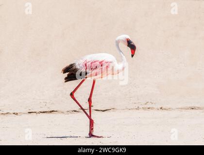 Namibie Pelican point Greater Flamingo Banque D'Images