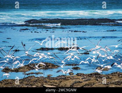 Namibie Swakopmund plages Sand Dunes Mer paysages Banque D'Images