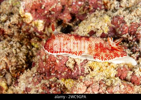 Malaisie, Sabah, Mabul, Chromodoris reticulata (Goniobranchus reticulatus) Banque D'Images