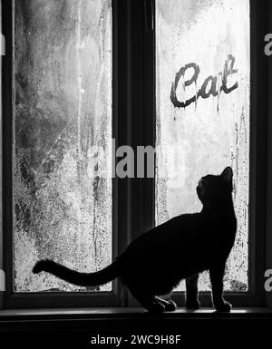 Jeune chat regardant par la fenêtre brumeuse de maison rurale vintage, debout sur le rebord de la fenêtre, curieux de la main de chat inscryption écrite. Matin froid Banque D'Images