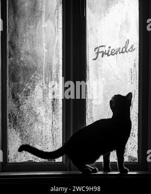 Jeune chat regardant par la fenêtre brumeuse de maison rurale vintage, debout sur le rebord de la fenêtre, curieux d'amis écrit à la main inscryption. Matin froid Banque D'Images