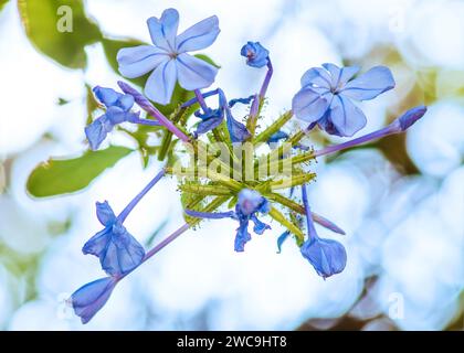 Fleurs bleues Banque D'Images