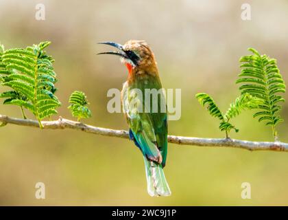 Blanc Bee-Eater Parc national Kruger Afrique du Sud Banque D'Images