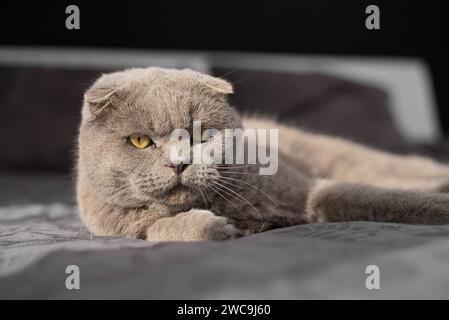 Chat mignon dans le lit à la maison. Portrait de chat. Chat mignon tir en intérieur Banque D'Images