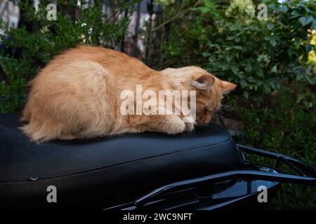 Chat orange moelleux faisant une sieste dans le confort d'un siège de moto doux, noir, en cuir. Banque D'Images