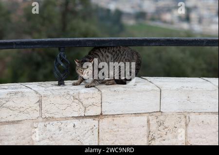 Un chat de rue sauvage noir et gris, rayé de tigre, arcade son dos et pointe ses oreilles comme un mécanisme de défense pour écarter une menace. Banque D'Images