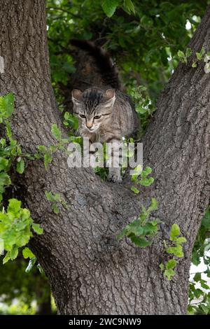 Un jeune chat sauvage gris et noir à rayures tigrées monte en sécurité sur une perche à la base d'un tronc d'arbre épais. Banque D'Images