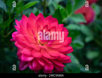 Waterlily dahlia rose vif en fleur Banque D'Images